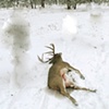 deer #2