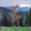 blacktail-deer-pictures.jpg