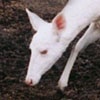 still images