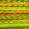 ammophilous transcursion