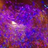 Scintillating Particulates