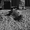 Material Landing, 150lbs from Gowanus to Charlottesville (Wood)