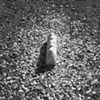 Material Landing, 150lbs from Gowanus to Charlottesville (Stone)