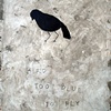 Bird Too Blue to Fly
