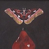 Moth Pear