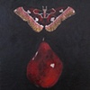 D'Anjou Moth