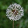 Weed