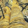 Tree Wrapping, Demerest, NJ
