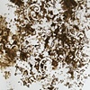 Mud Print, Parkton I