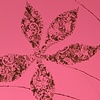Flame Lily in Pink, Detail