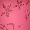 Flame Lily in Pink