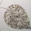 Mud Print, Wall 1, Detail