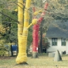 Tree Wrapping, Demerest, NJ