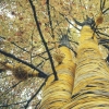 Tree Wrapping, Demerest, NJ