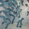 Blue Feather Wall