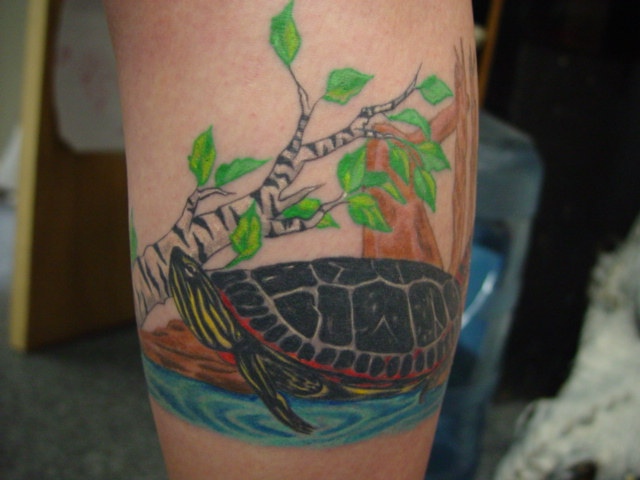 Anna's turtles