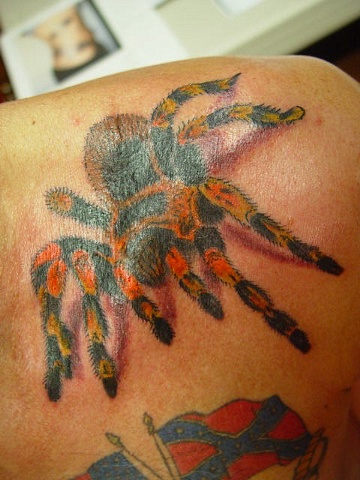 A.C. loves spiders