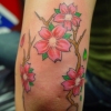 cherry blossoms on the elbow