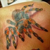 A.C. loves spiders