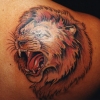 Nice Lion