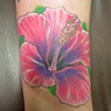 Hibiscus