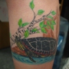 Anna's turtles