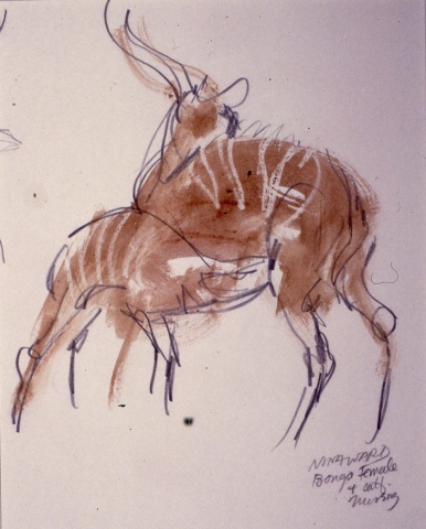 Bongo Female and Calf Nursing