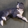 Border Collie Dog