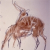 Bongo Female and Calf Nursing