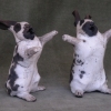 Singing Rabbits