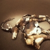Fallen Sable #2