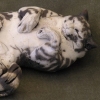 Small tiger Cat