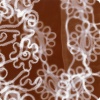 Lace Drawing one