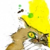 Angry Cat