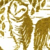 Barn Owls