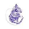 Rat