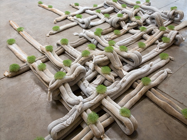 hydroponic chia, Jeff Schmuki, Soft sculpture, McColl Center, Art and Science.  Art and Sustainability, Harvard Art, Yale Art, Alfred Ceramics