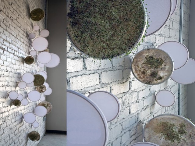 jeff schmuki, Salina Art Center, Jeff Schmuki, Eco Artist, Chia Pet. Light in Art