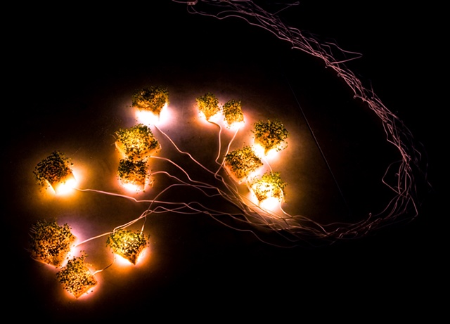 Jeff Schmuki Research Brain, LEDs and Plants