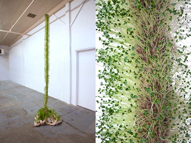 Rope Trick, Jackie Windsor Jeff Schmuki, Chia, plants in art, recycled art, rope art