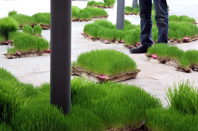 Portable Wheat Field