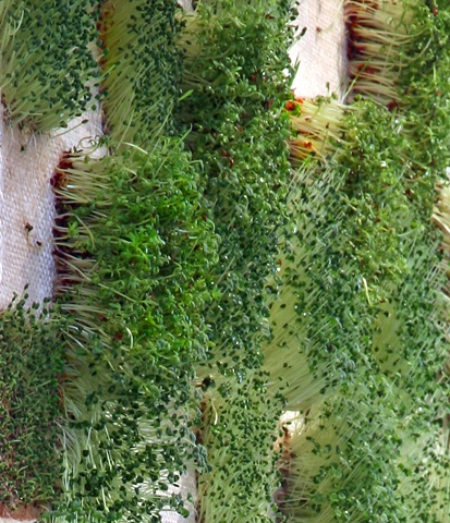 ChiaWall detail