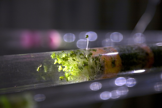 Jeff Schmuki, GMO Tube Hydroponics Art, Monsantra, Sprouts Art, Rutgers Jeff Schmuki