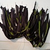 Drape (vertical garden IV)