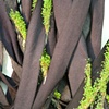 Drape (vertical garden IV) detail