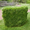 Grass Wall