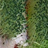 ChiaWall detail
