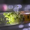 GRO lab