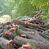 Woodland Correction with Chia Enhancements
