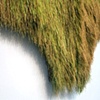Aqueduct detail (decline)